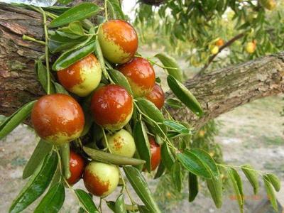 國(guó)內(nèi)最好吃的冬棗在哪?到這3個(gè)地方,保證你挑的棗個(gè)個(gè)脆甜好吃