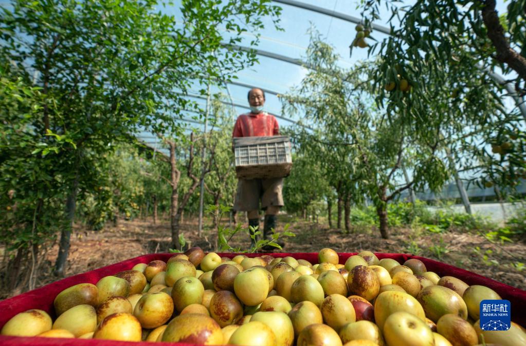 河北黃驊:大棚冬棗采收忙
