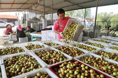 黃驊:金秋時節(jié)冬棗飄香