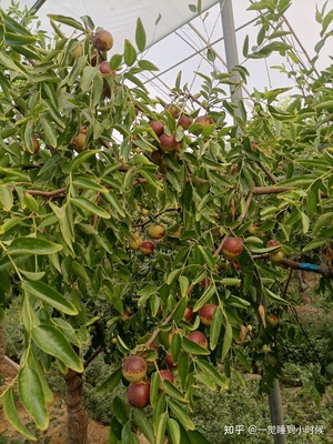 哪里的冬棗最好?山東沾化、河北黃驊、陜西大荔,還是山西、新疆江西或其他地方?