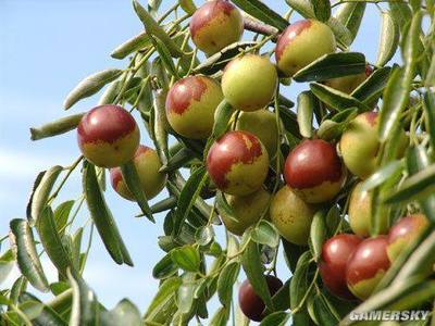 河北美食盤(pán)點(diǎn)大全,看著就流口水,一定要吃個(gè)遍