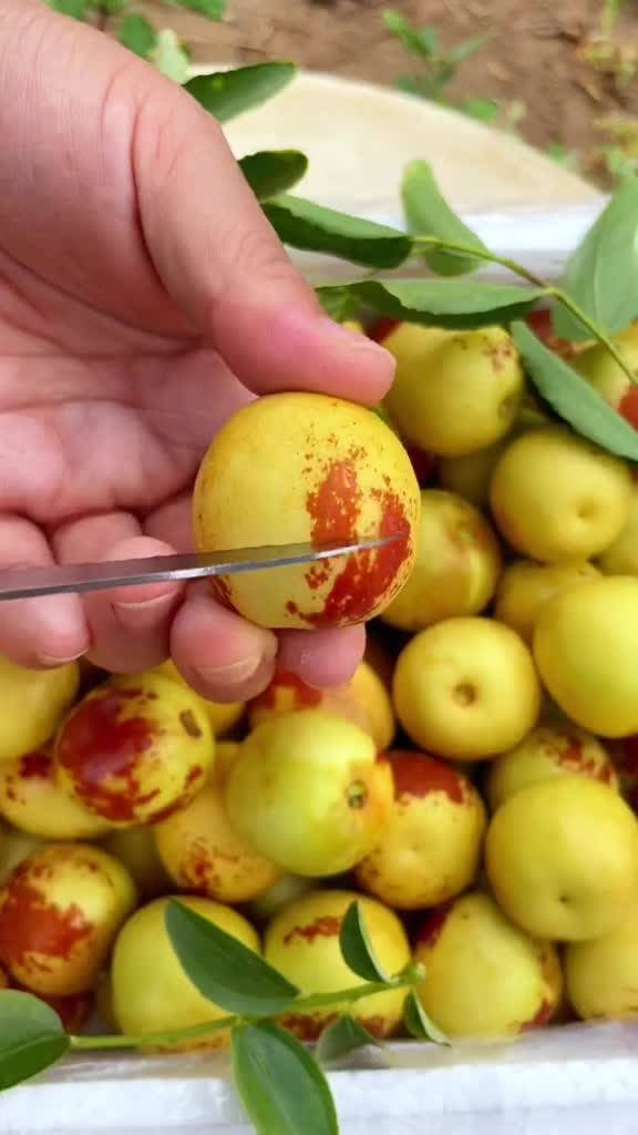 大荔與黃驊冬棗 產(chǎn)地直發(fā)，品質(zhì)鮮甜