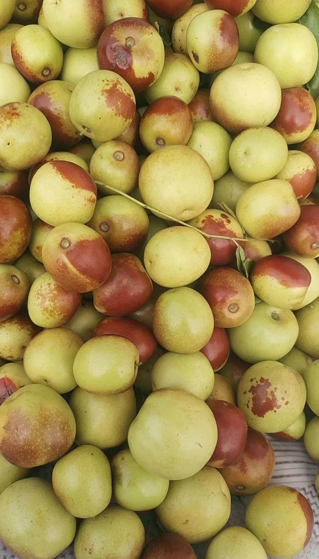 咬一口就上頭！黃驊冬棗甜到心坎里