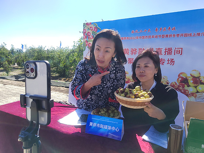 河北黃驊 古貢棗園話豐收，特色農業(yè)促振興