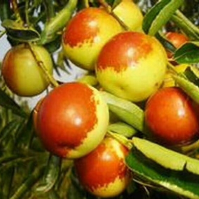 黃驊冬棗 北方冬果的珍品