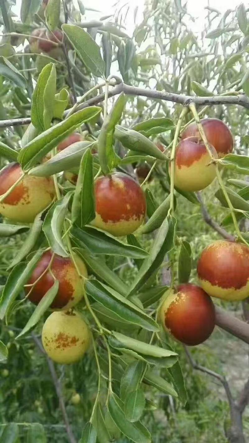 滄州黃驊冬棗 一口咬下，滿嘴的清甜與實力